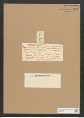 Pleurosiphonia affinis Ehr. (de-Toni-Nr.: Genus 28, Species 1300) Zeichnungen Sammlung Grunow Nr. 2481 (NHMW-BOT-W0369663)